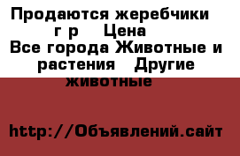 Продаются жеребчики 14,15 16 г.р  › Цена ­ 177 000 - Все города Животные и растения » Другие животные   